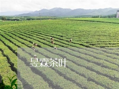 昱霖茶叶/2023090179692