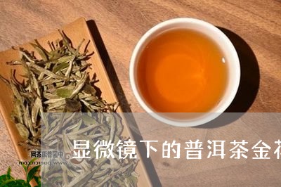 显微镜下的普洱茶金花/2023072217240