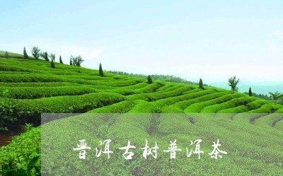 晋洱古树普洱茶/2023120345059