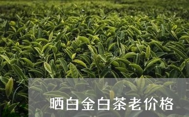 晒白金白茶老价格/2023062125037