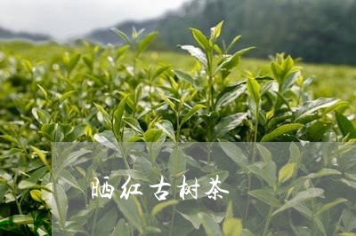 晒红古树茶/2023041858