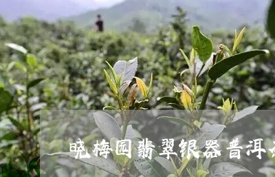 晓梅园翡翠银器普洱茶/2023120642704