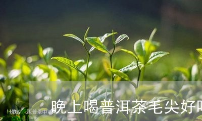 晚上喝普洱茶毛尖好吗/2023062411723