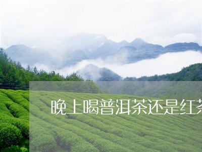 晚上喝普洱茶还是红茶/2023080193915