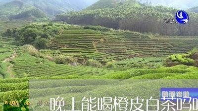 晚上能喝橙皮白茶吗吗/2023100294917