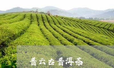 普云古普洱茶/2023042834848