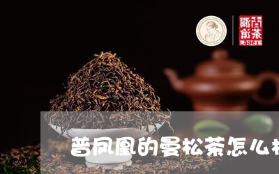 普凤凰的曼松茶怎么样/2023071365140