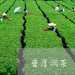 普厚润茶/2023121984058