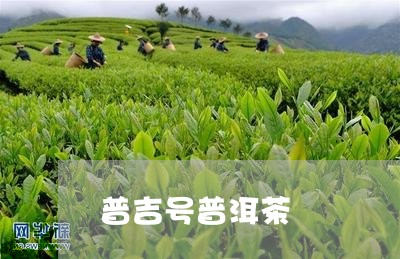 普吉号普洱茶/2023042707259