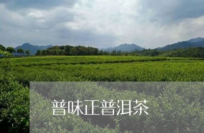 普味正普洱茶/2023101677404