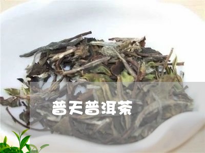 普天普洱茶/2023090534169