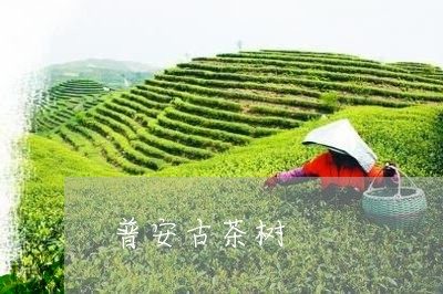 普安古茶树/2023041702528