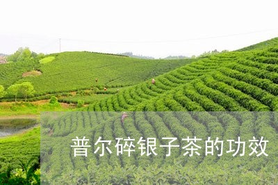 普尔碎银子茶的功效/2023042594837