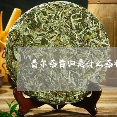 普尔茶昔归是什么茶种/2023092230694