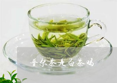 普尔茶是白茶吗/2023060209583