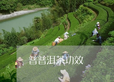 普普洱茶功效/2023042896640