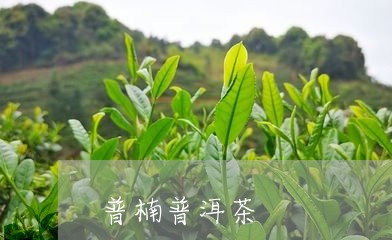 普楠普洱茶/2023081772025