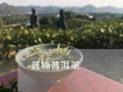 普楠普洱茶/2023102594048