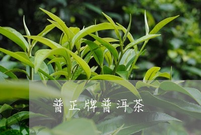 普正牌普洱茶/2023042821782