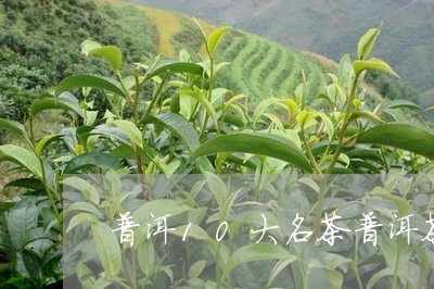 普洱10大名茶普洱茶四大茶山/2023053020393