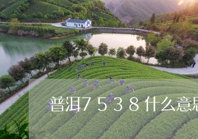 普洱7538什么意思/2023092462925