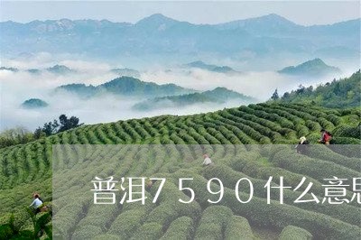 普洱7590什么意思/2023092454847