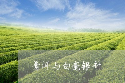 普洱与白毫银针/2023112459403