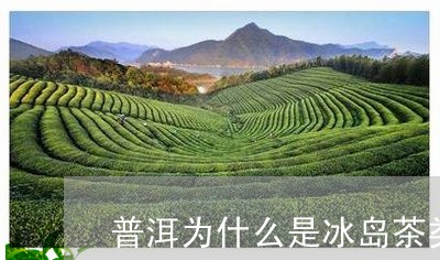 普洱为什么是冰岛茶类/2023092593827