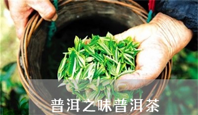 普洱之味普洱茶/2023112661715