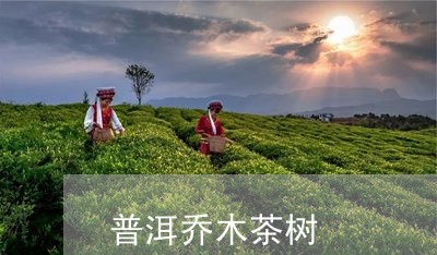 普洱乔木茶树/2023090737151