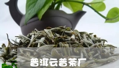 普洱云普茶厂/2023090771702