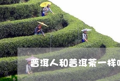 普洱人和普洱茶一样吗图片/2023112531384