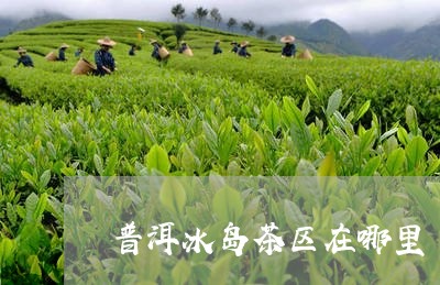 普洱冰岛茶区在哪里/2023042977140