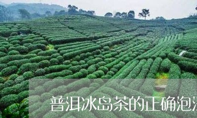 普洱冰岛茶的正确泡法/2023092528372