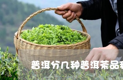 普洱分几种普洱茶品种图片/2023112529403