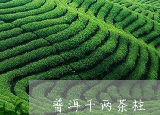 普洱千两茶柱/2023090770716