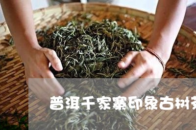 普洱千家寨印象古树茶/2023092569573