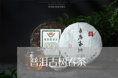 普洱古树春茶/2023042944799