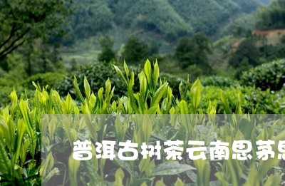 普洱古树茶云南思茅思普古茶厂/2023053126182