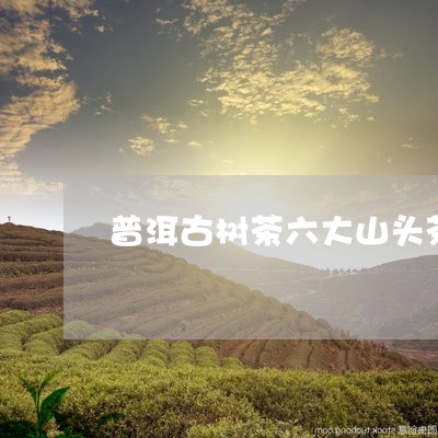 普洱古树茶六大山头茶叶特点/2023052951603