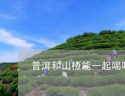 普洱和山楂能一起喝吗/2023092581794