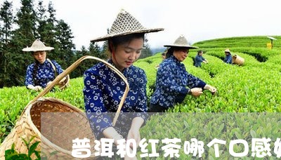 普洱和红茶哪个口感好/2023061438293