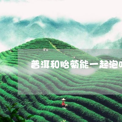 普洱和胎菊能一起泡吗/2023092548573