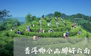 普洱哪个品牌好云南普洱茶那个牌子/2023060385061