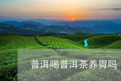 普洱喝普洱茶养胃吗/2023070949696