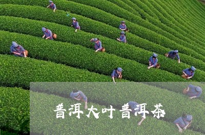 普洱大叶普洱茶/2023112403028