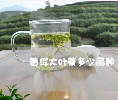 普洱大叶茶多少品种/2023042754958