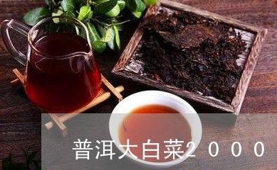 普洱大白菜2000年/2023061306464