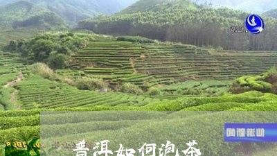 普洱如何泡茶/2023042941820