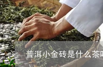 普洱小金砖是什么茶叶/2023061346051